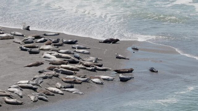 Seals on beach with waves 