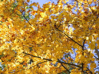 Luminous leaves, cerulean sky, serene setting, autumn theme