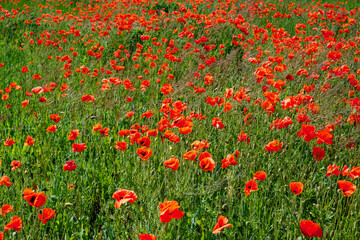 Fototapeta premium Poppies are scattered densely across the grassy field.