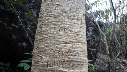 Vandalism actions such as carving writing into tree trunks with sharp objects. Scribbling on random...