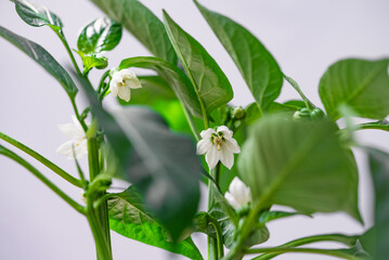 Close-up view of a pepper plant with vibrant green leaves and delicate white flowers, showcasing early growth stages.