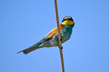 Bienenfresser // European bee-eater (Merops apiaster)