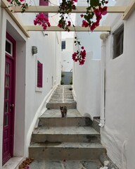 Cat in Greece 