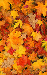 autumn leaves background