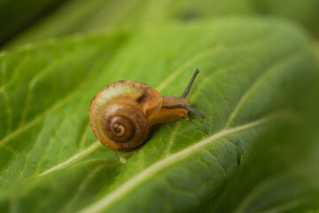 Extreme close up macro photo of Monachoides vicinus or common garden snail is creeping slowly on the vegetable leaf surface. Concept for world animal day and biodiversity