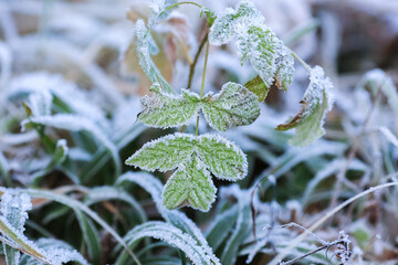 Frost on the plants in the autumn