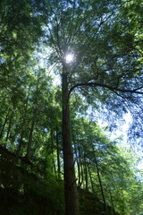 sun shining through the trees