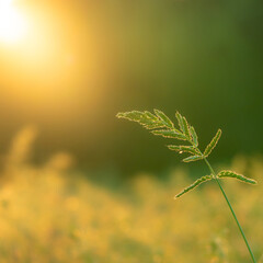 Growing grain against the light