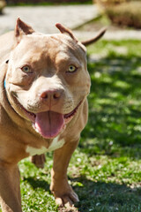 Obraz premium American bully dog. American bully puppy playing, photo in motion. American bully pocket, classic. Companion dog.