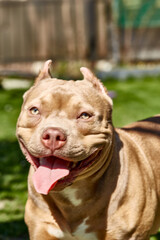 American bully dog. American bully puppy playing, photo in motion. American bully pocket, classic. Companion dog.
