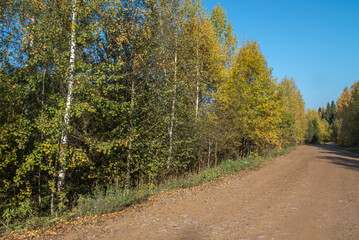 Rural dirt road in autumn. In autumn, trees with yellowed leaves grow along the country road. Trees with yellow leaves and a blue sky. Traveling by car in rural areas.