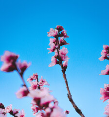 dettaglio di fiori di ciliegio giapponese con colori vivaci e primaverili