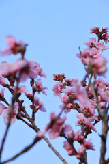 dettaglio di fiori di ciliegio giapponese con colori vivaci e primaverili