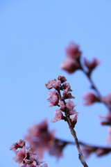 dettaglio di fiori di ciliegio giapponese con colori vivaci e primaverili