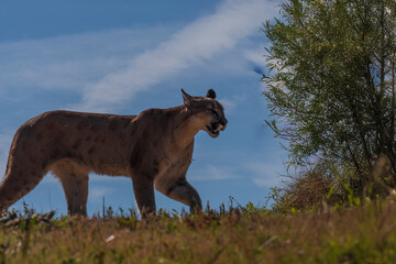 Fototapeta premium photograph of a puma in the wild