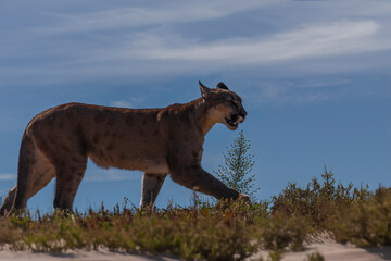 photograph of a puma in the wild