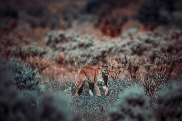 photograph of a puma specimen in the middle of nature
