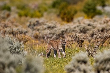 photograph of a puma specimen in the middle of nature