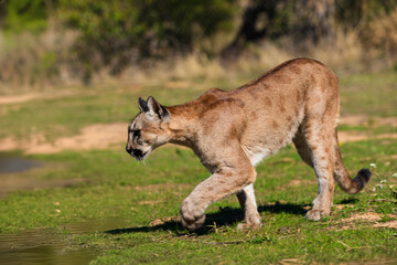 photograph of a puma in the wild