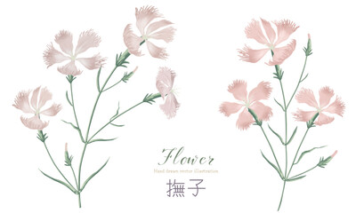 水彩で描いた撫子の花