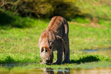 photograph of a puma specimen in the middle of nature