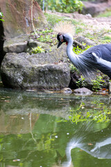 Crowned crane in the park. Bird in the zoo.