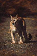 photograph of a puma in the wild