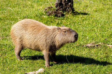 One Capybara eating grass together