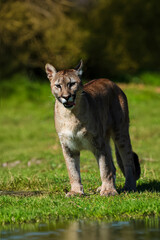 Obraz premium photograph of a puma specimen in the middle of nature