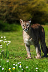 photograph of a puma in the wild