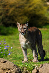 photograph of a puma specimen in the middle of nature