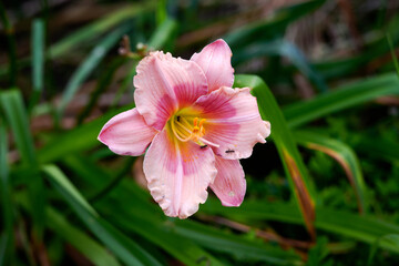 pink and yellow flower