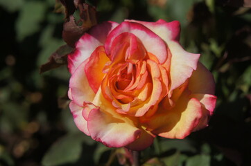 Orange and Pink Rose