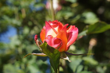 Orange and Pink Rose