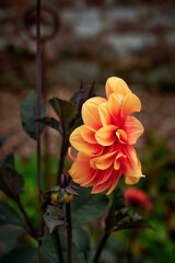 orange flower in the garden