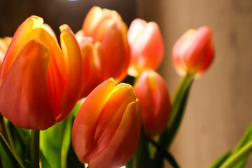 Beautiful pink tulips in the interior.