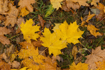 Yellow maple leaves that have fallen to the ground