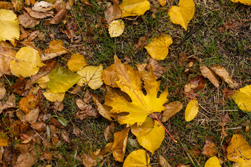 Autumn maple leaves on the ground