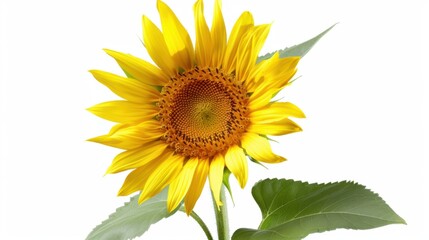 Obraz premium A blooming sunflower with a stem on a white background. 