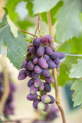 A bunch of blue grapes on a vine