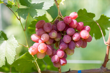 A bunch of pink grapes close-up