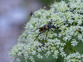 Käfer