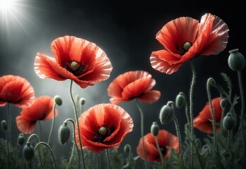 Obraz premium Bright red poppies along the road, the road leading to the sky, a symbol of remembrance