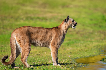 photograph of a puma in the wild
