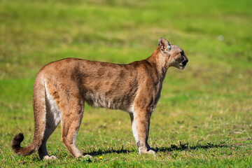 photograph of a puma in the wild