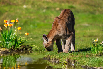 photograph of a puma in the wild