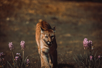 photograph of a puma in the wild