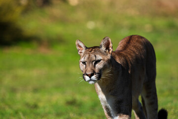 photograph of a puma in the wild