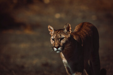 photograph of a puma in the wild