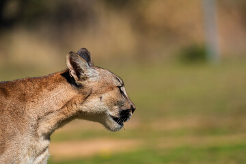 photograph of a puma in the wild